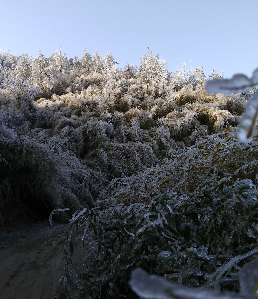 酃峰梨树洲雪景